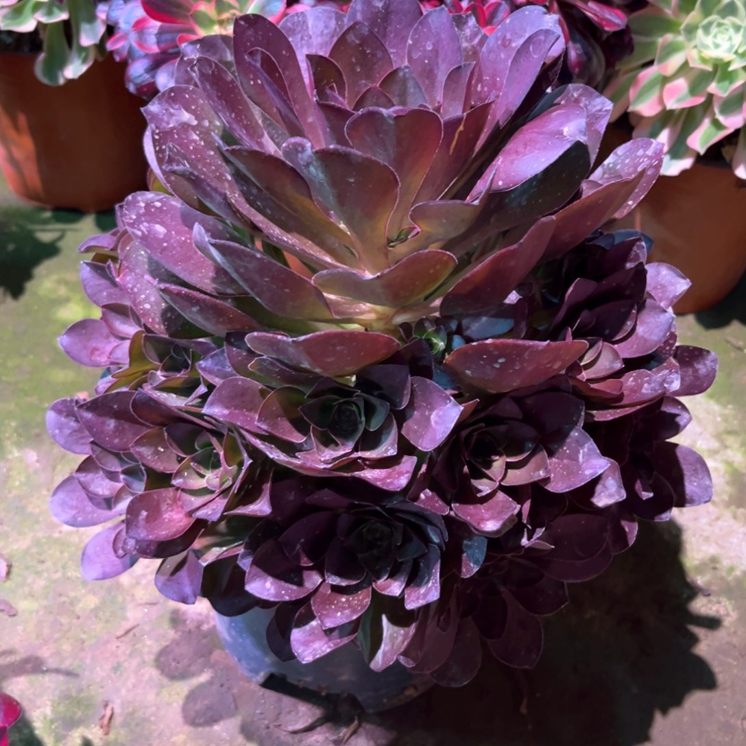 多肉植物魅金 744
