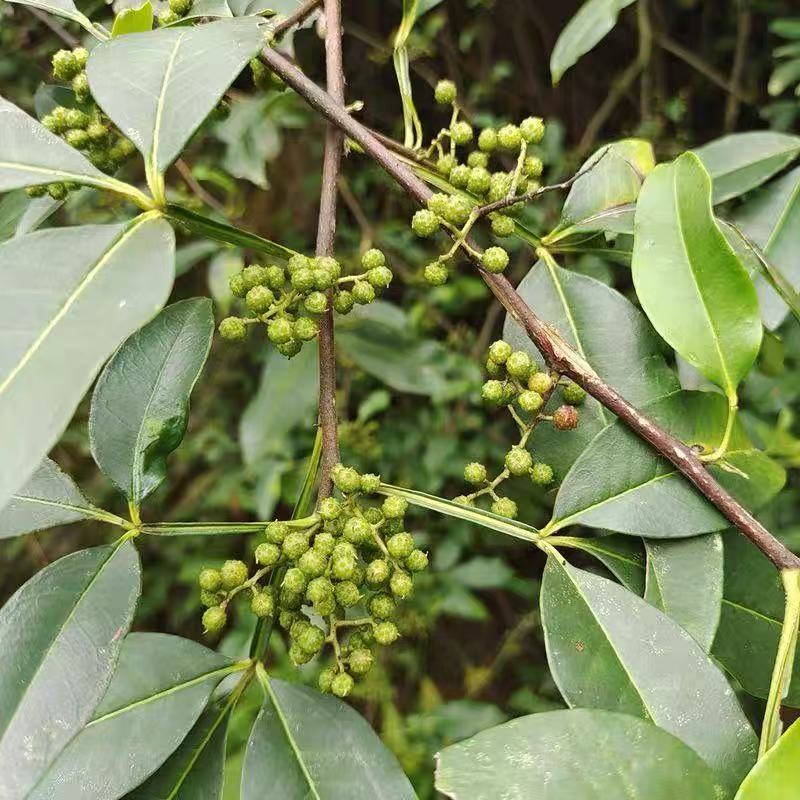 〈大龙站供销社闻小康〉农户自种本地新鲜花椒