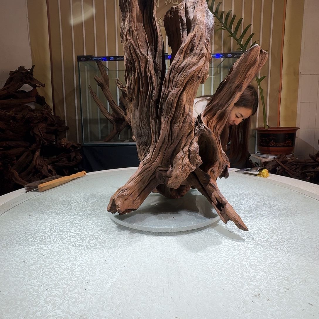 归***聚一物一拍鱼缸造景