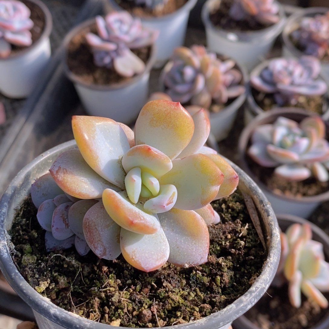 奶茶多肉植物特价！