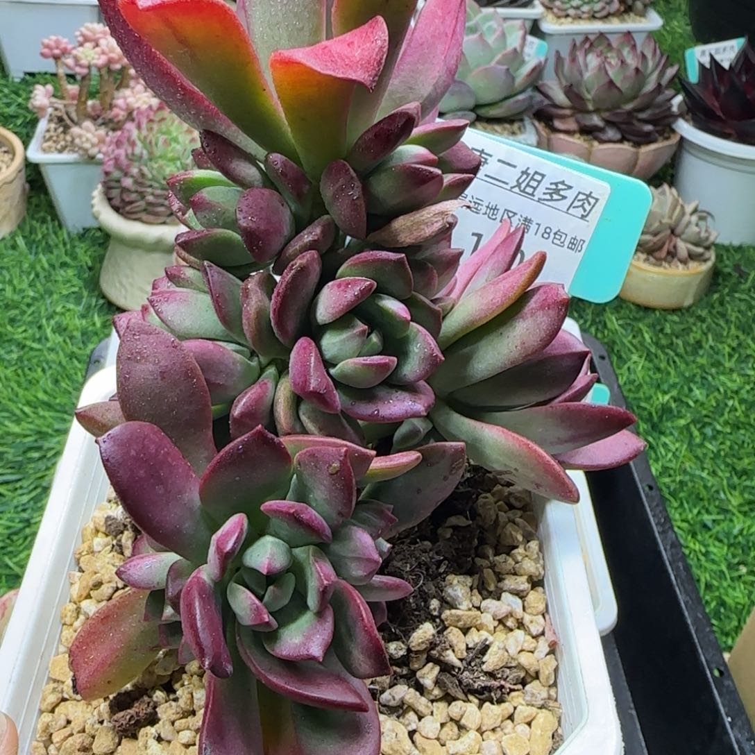 唐二姐多肉编号170