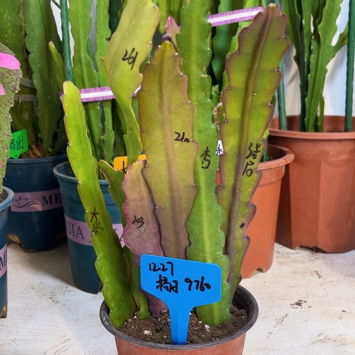 当前无花栽培后可以开花O****子6色