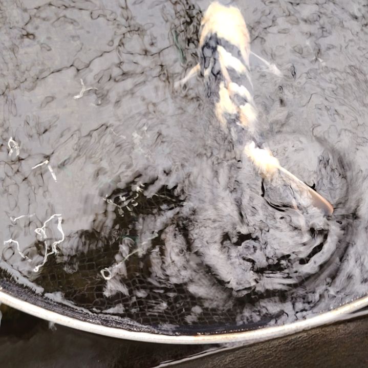 海水鱼顺丰包邮开箱包活3