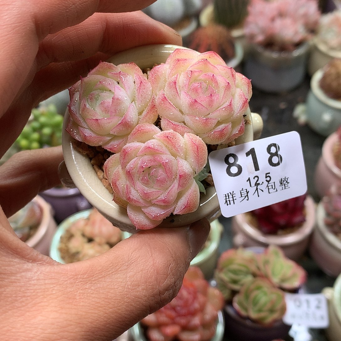 T****精控拇指盆12.5818