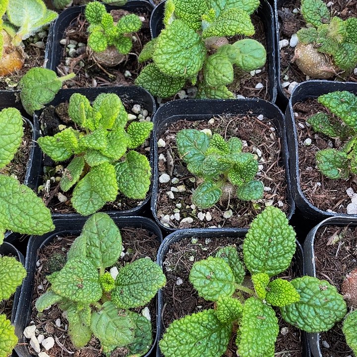 断崖王子带盆土发