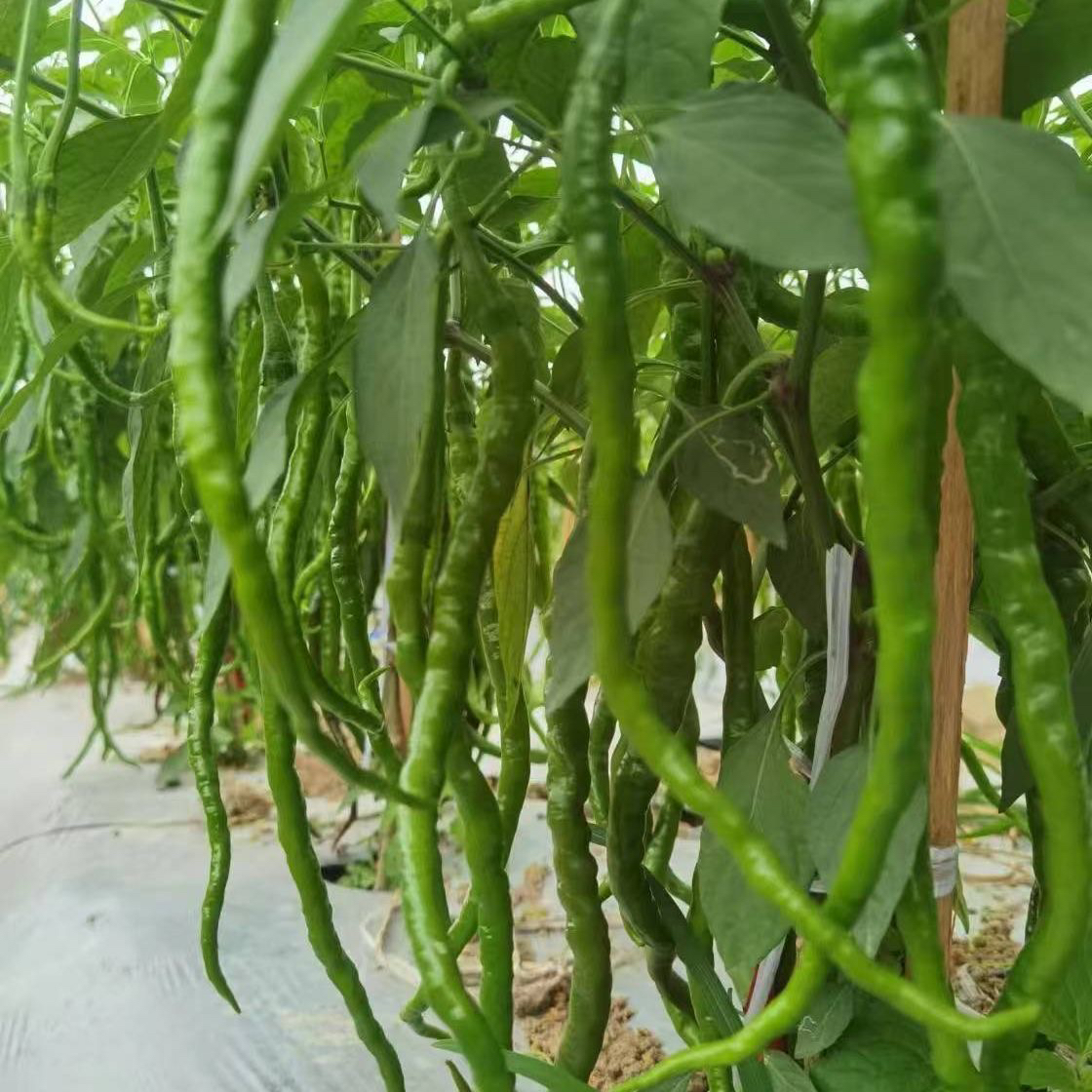 贵州本地老品种辣椒新鲜摘新鲜发货皮薄农家种植