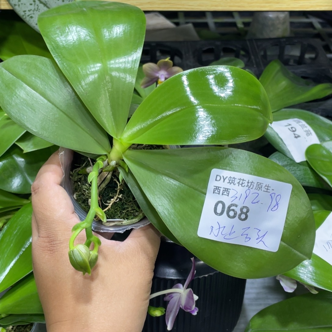 完全开放46花苞株