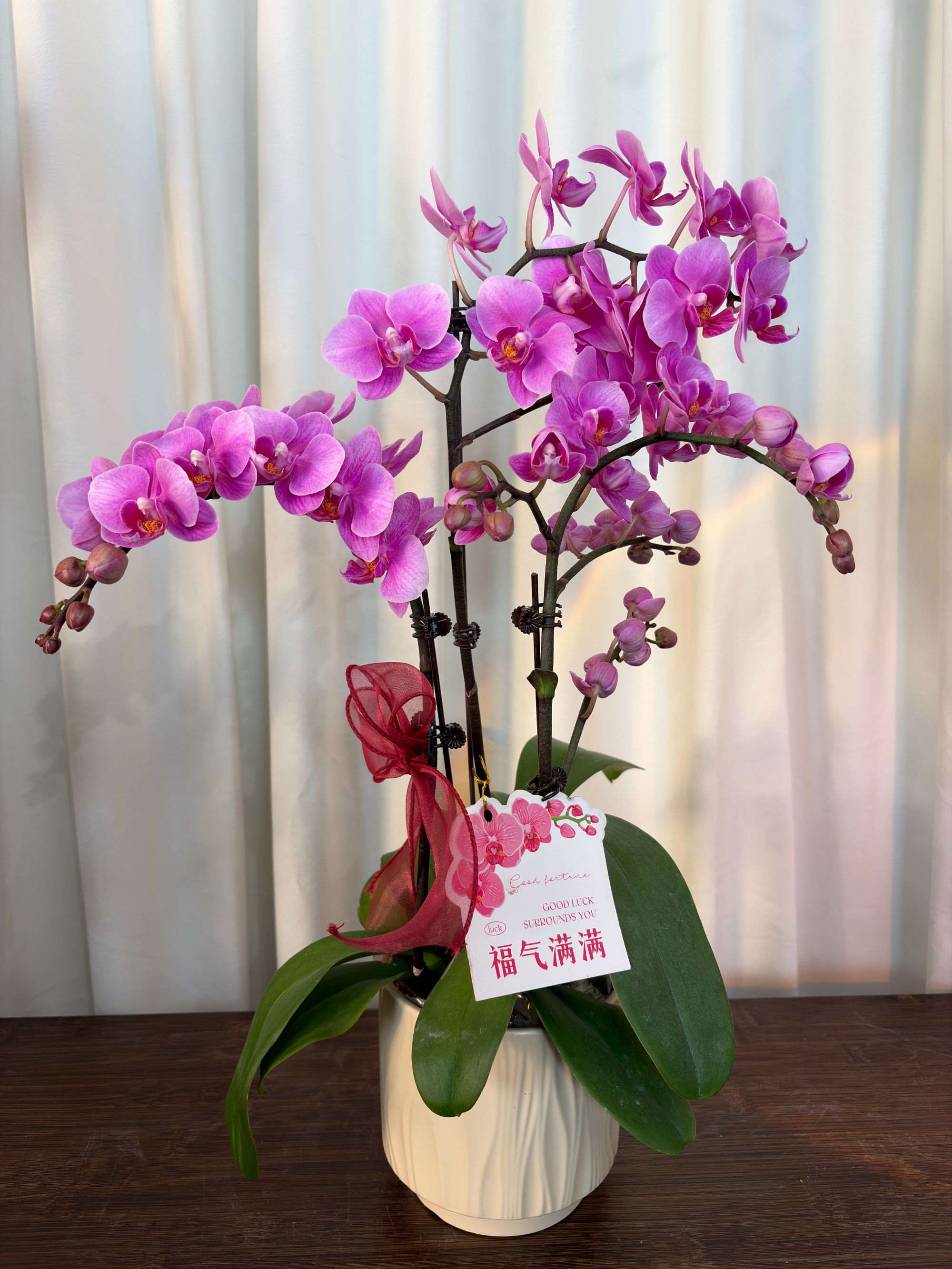 仙气款【紫霞仙子】蝴蝶兰 带花苞盆栽 家居提升格调高颜值观赏绿植