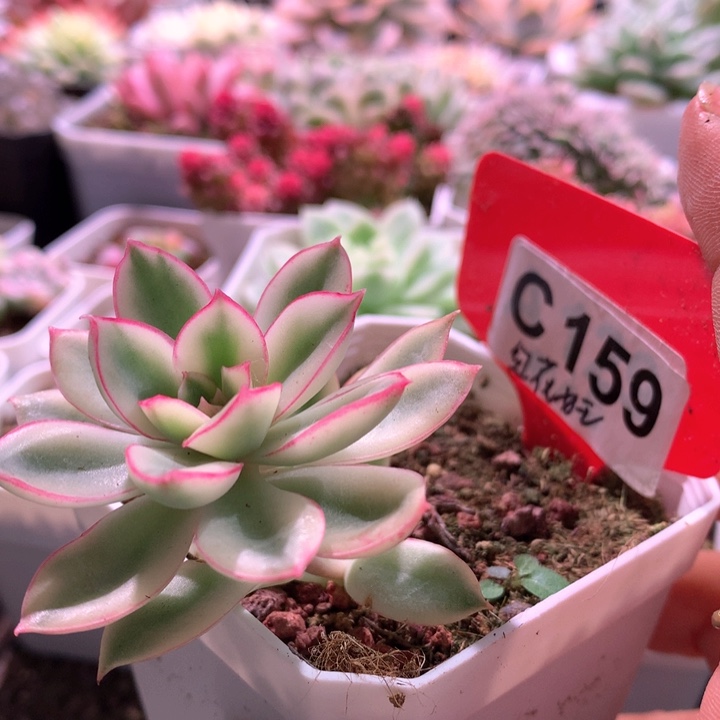 红花女王覆轮锦有根