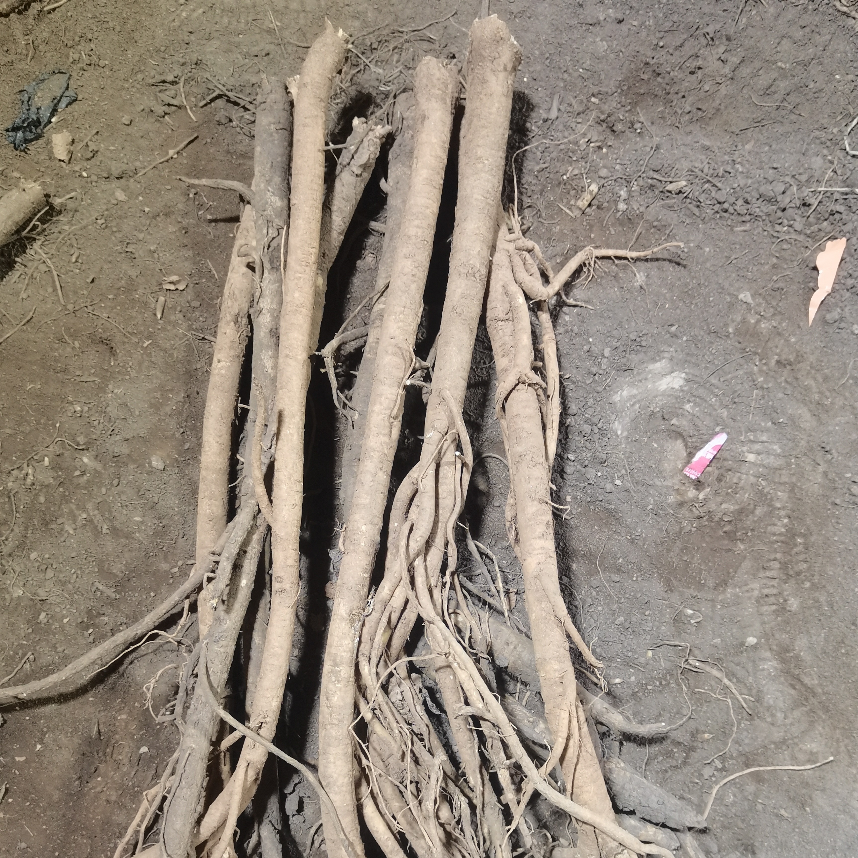 甘肃岷县新鲜黄芪整条装现挖现发可煲汤泡水原味滋补养生佳品