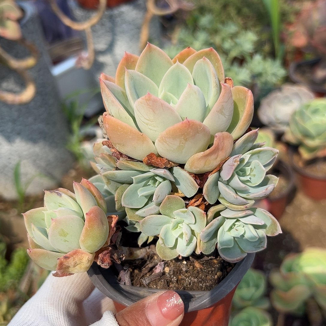 多肉植物丝绸面沙