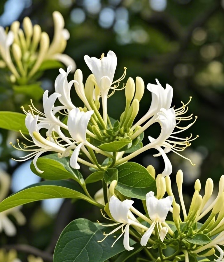 云南下山好货 金银花