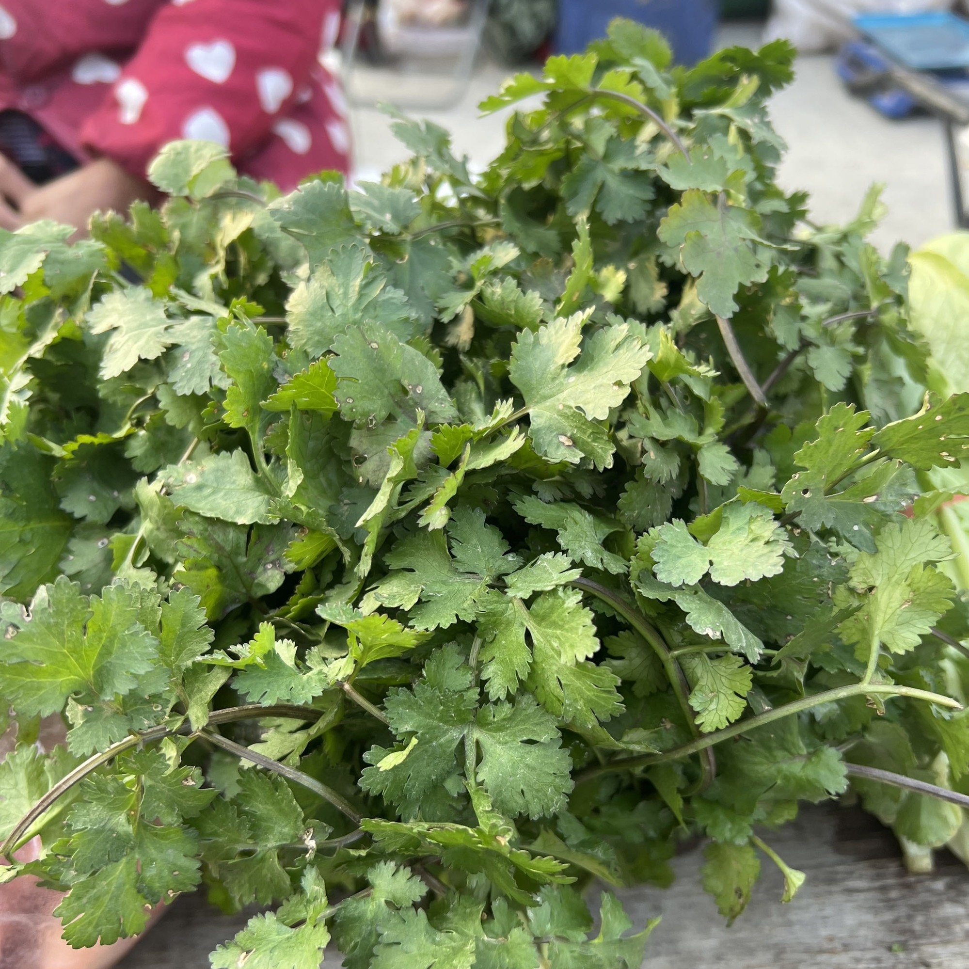 2斤香菜八角赶大集