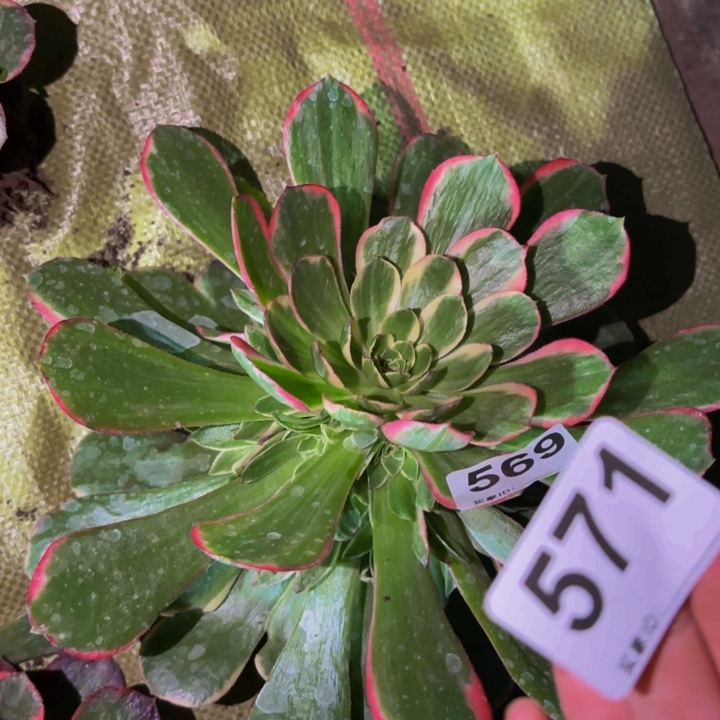 571盲拍25左右桃花坞量拍