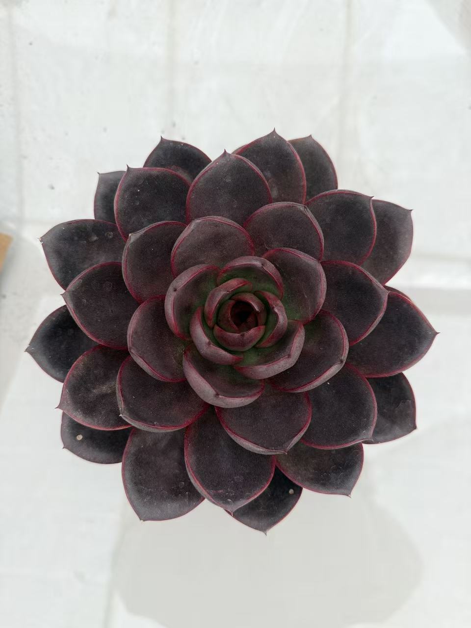 巧克力玫瑰　多肉植物两单包邮