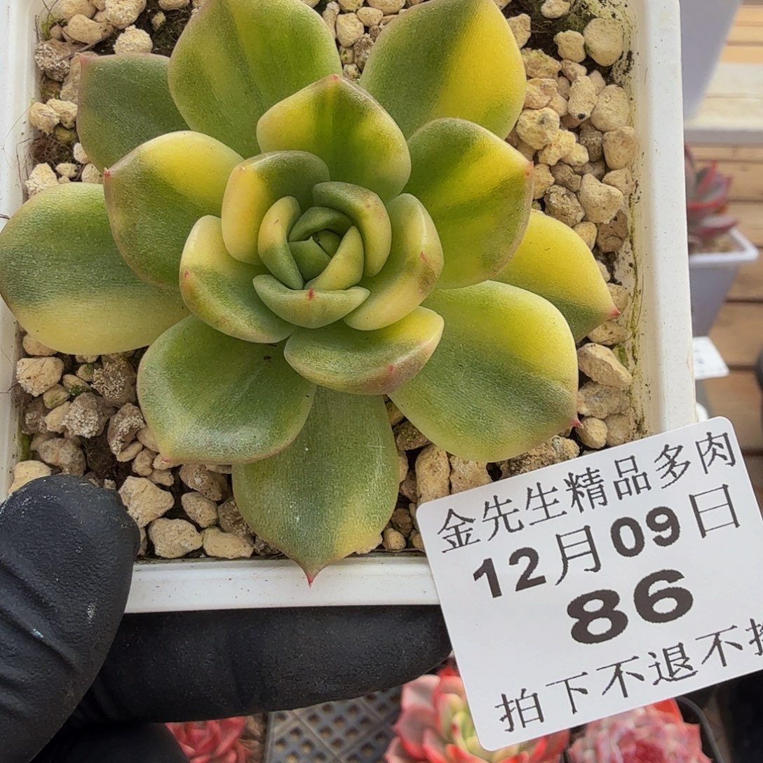 1209-86冰城锦单头a