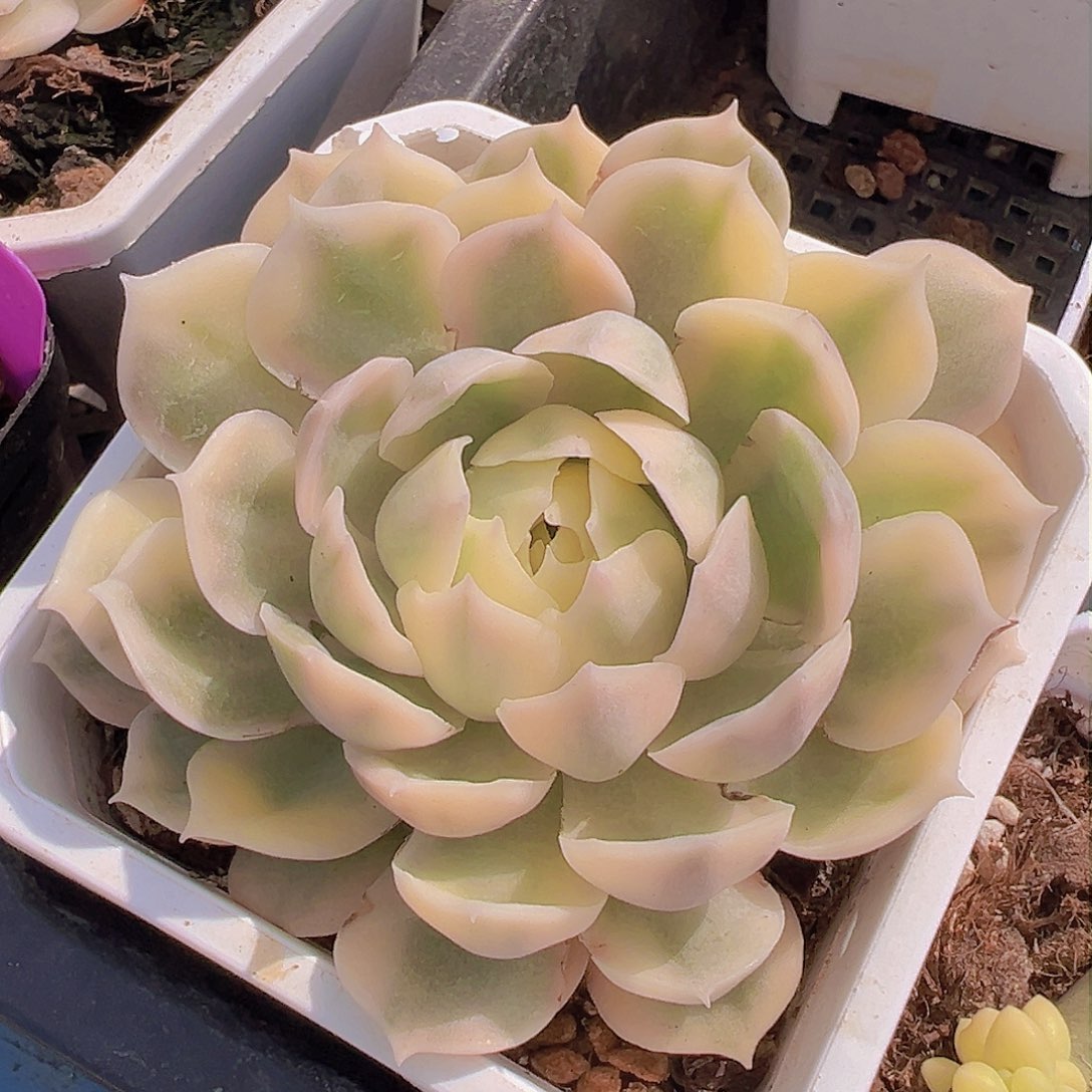 昂斯诺锦，覆轮锦