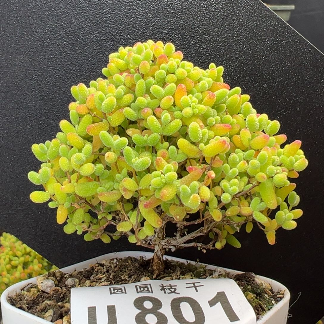 u801直杆小蘑菇头蜜橘糖球冠幅6.5cm