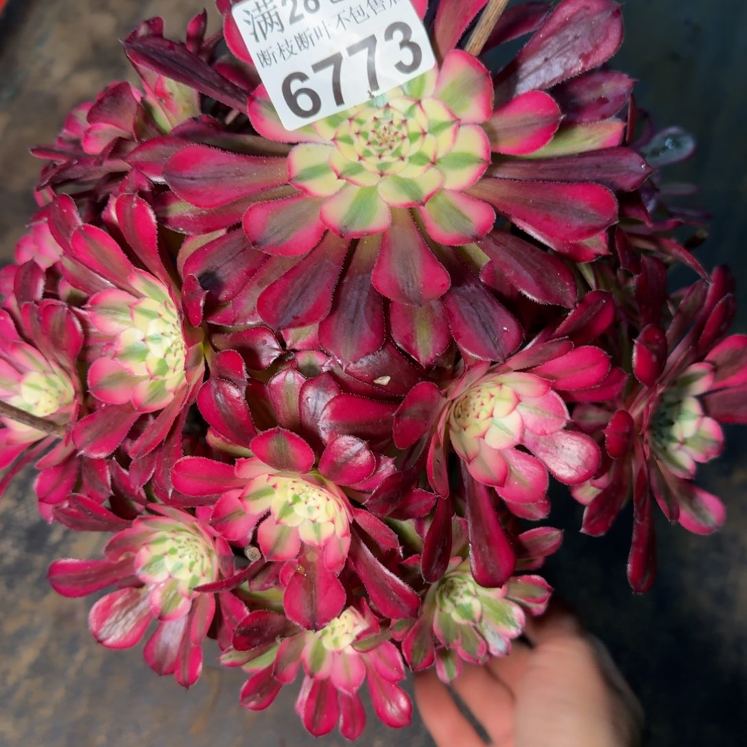 6773同白多肉植物