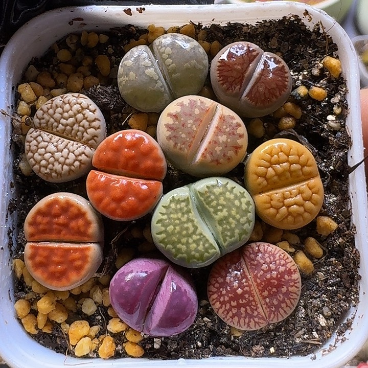 生石花12111112。   180