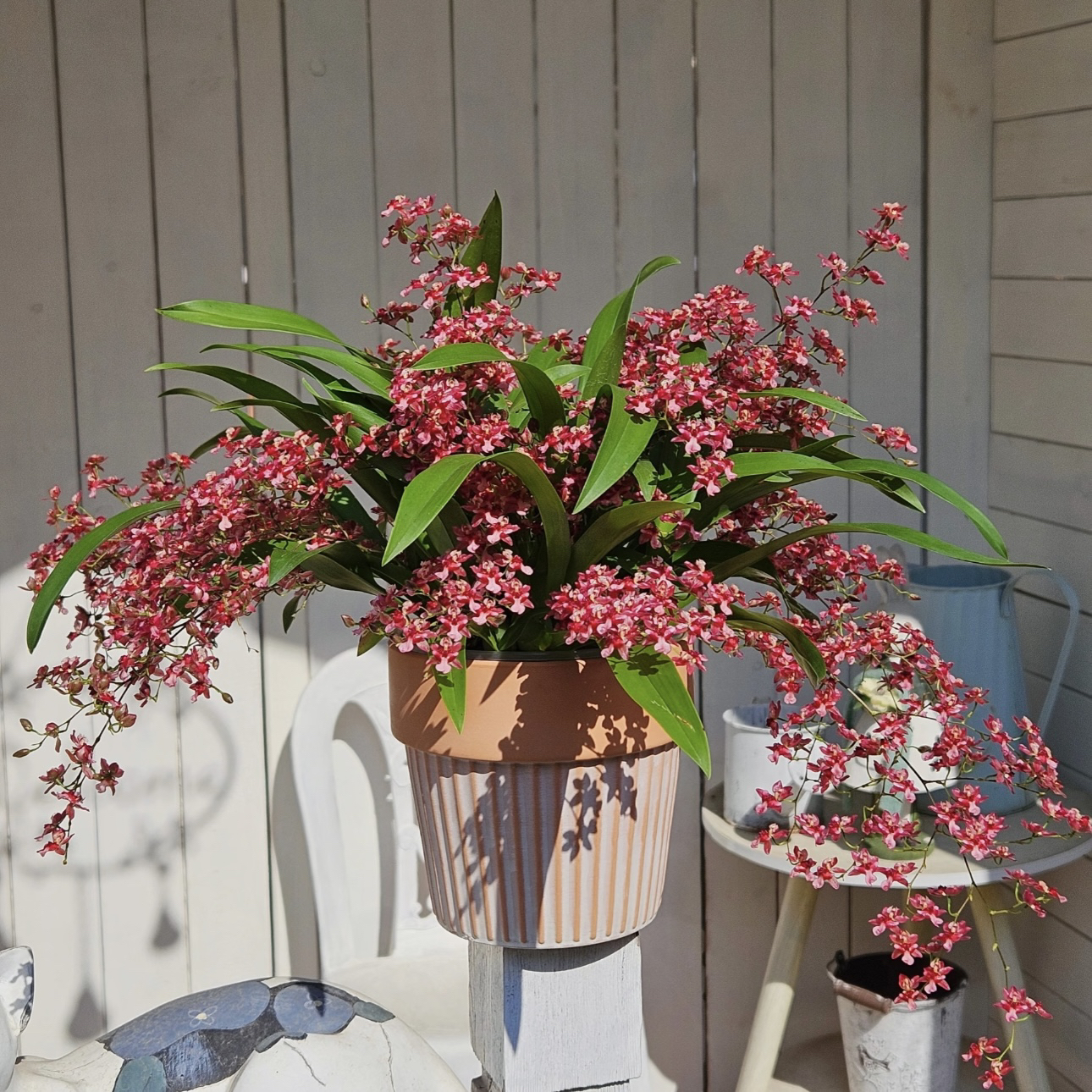 【满堂红】红色梦香兰（15支以上）清香花卉多年生室内阳台易养