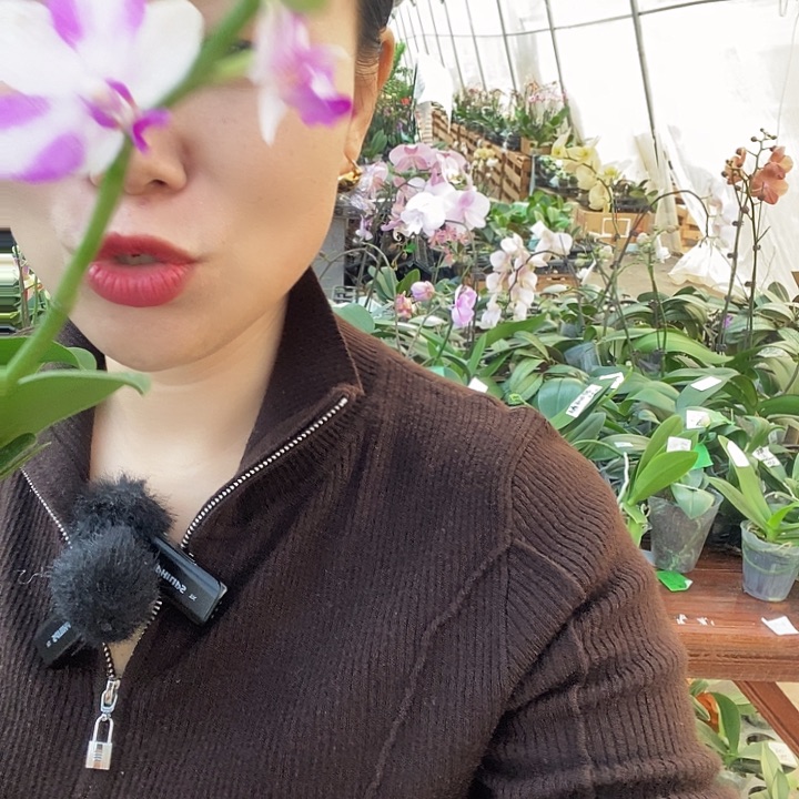 无花朵紫水晶蝴蝶兰