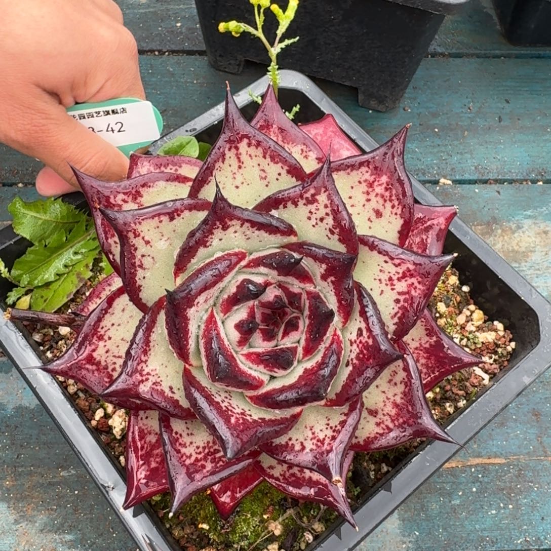 从前慢多肉编号1118-42