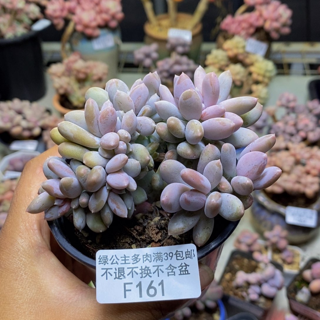 161屁桃奶酪缀多肉8cm