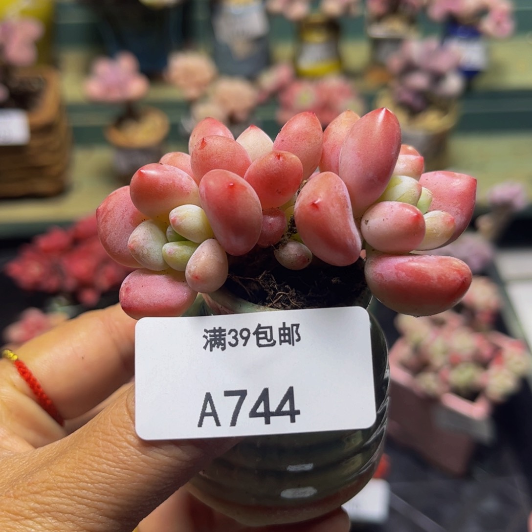 洛神744/6cm多肉