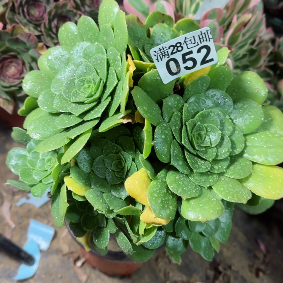 绿羊绒多肉052满28包邮断枝不包