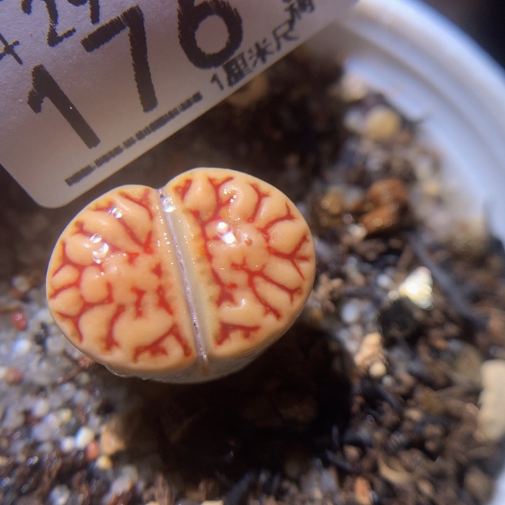 精品生生花29.176