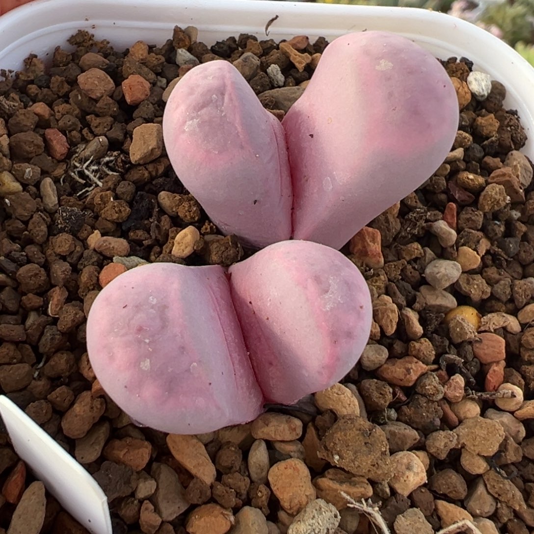 185多肉植物种类多样