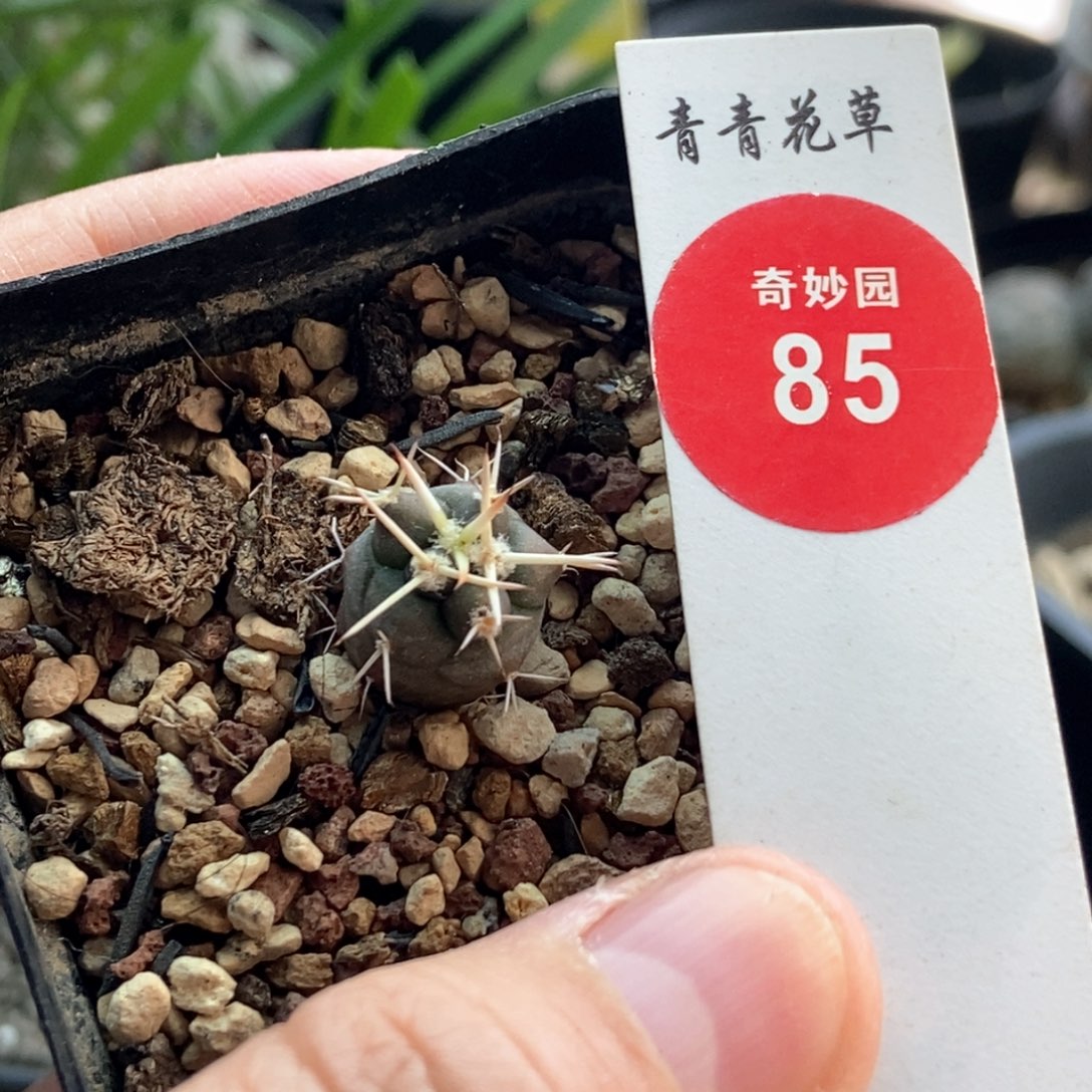 实生豪刺大祥冠一颗仙人球
