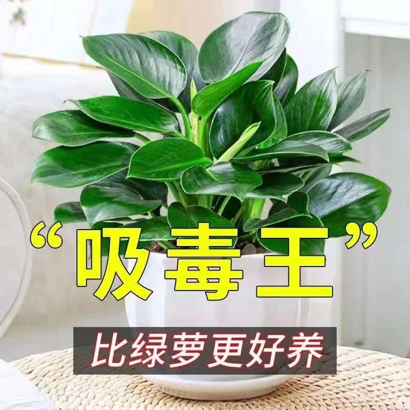 金钻绿公主盆栽室内净化空气吸甲醛四季常青好养活绿植