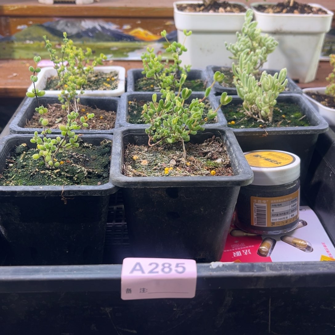 枝干番杏多肉植物285安