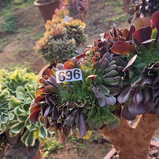 品***生多肉植物一个有伤696