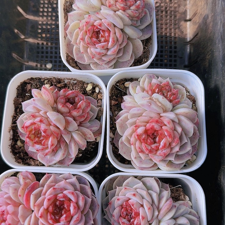 花时光精品多肉46