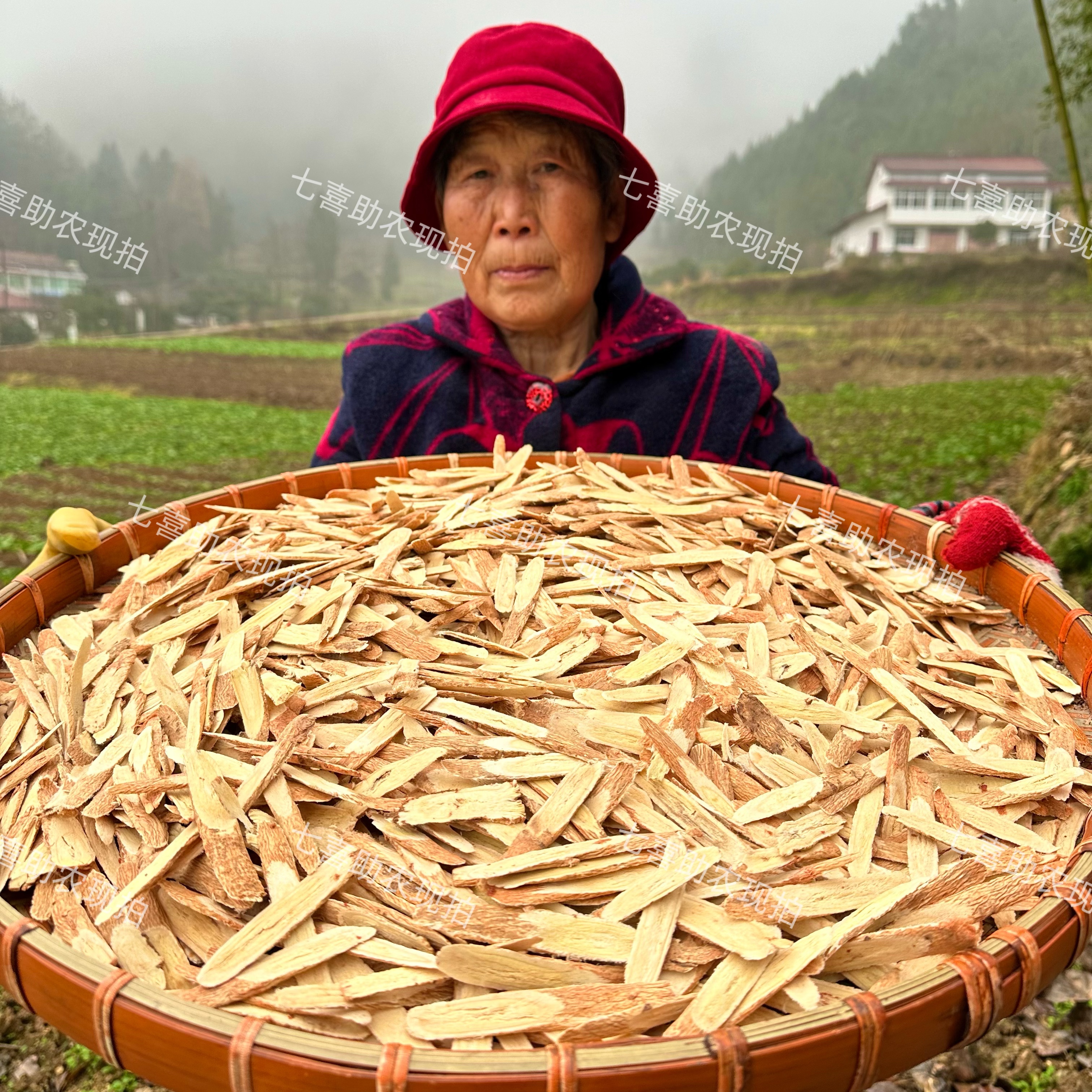 【现收黄芪】煲汤煮水