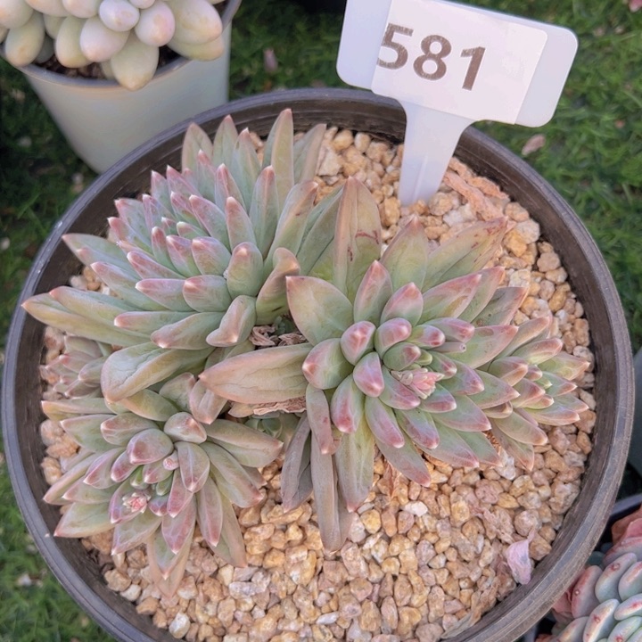 健健康康平平安安