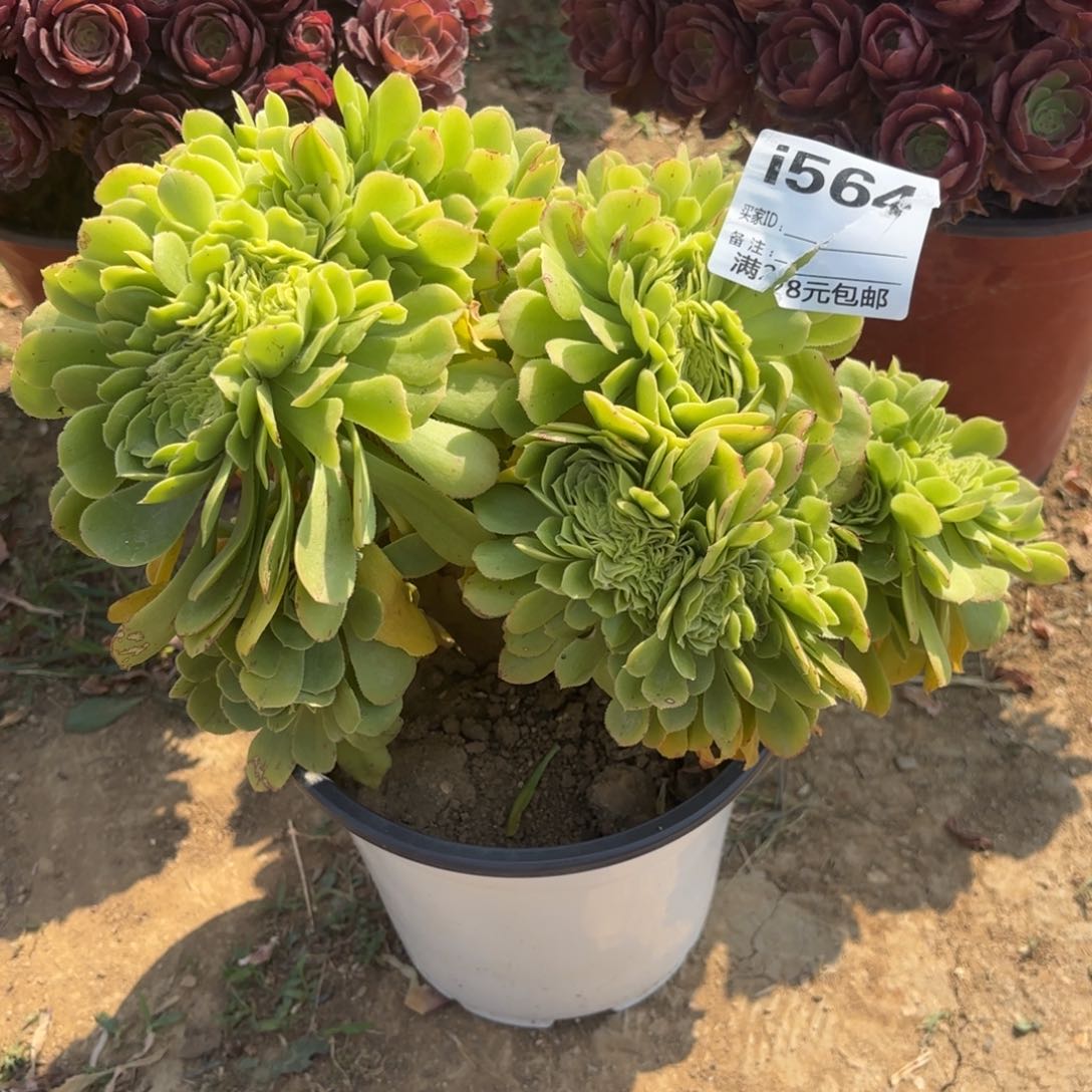 564绿杨蓉缀多肉植物