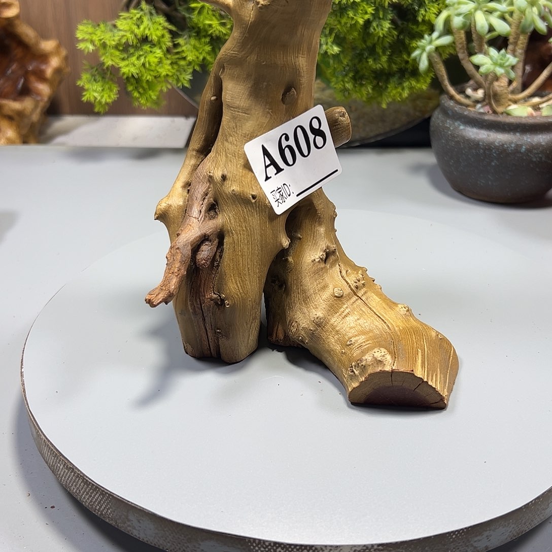 大果紫檀（缅甸花梨）@*转