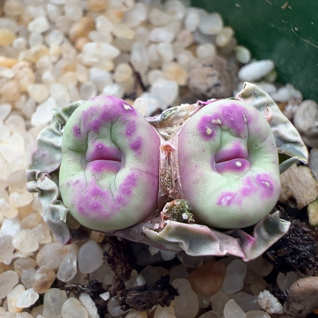 125优选SSW贝特芬红嘴双头干疤福利