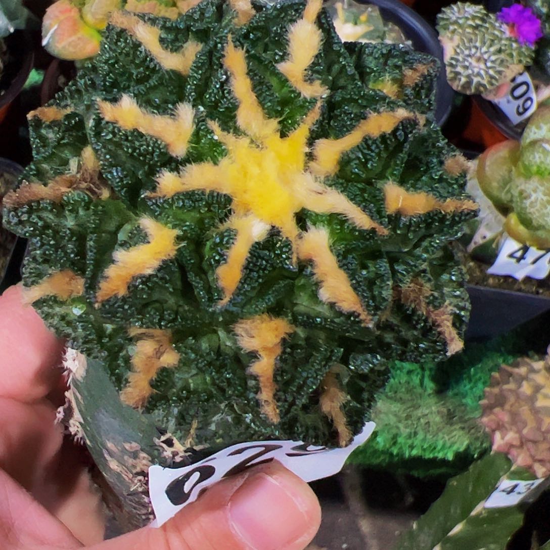 无花朵福利隔尤辛顿牡丹629