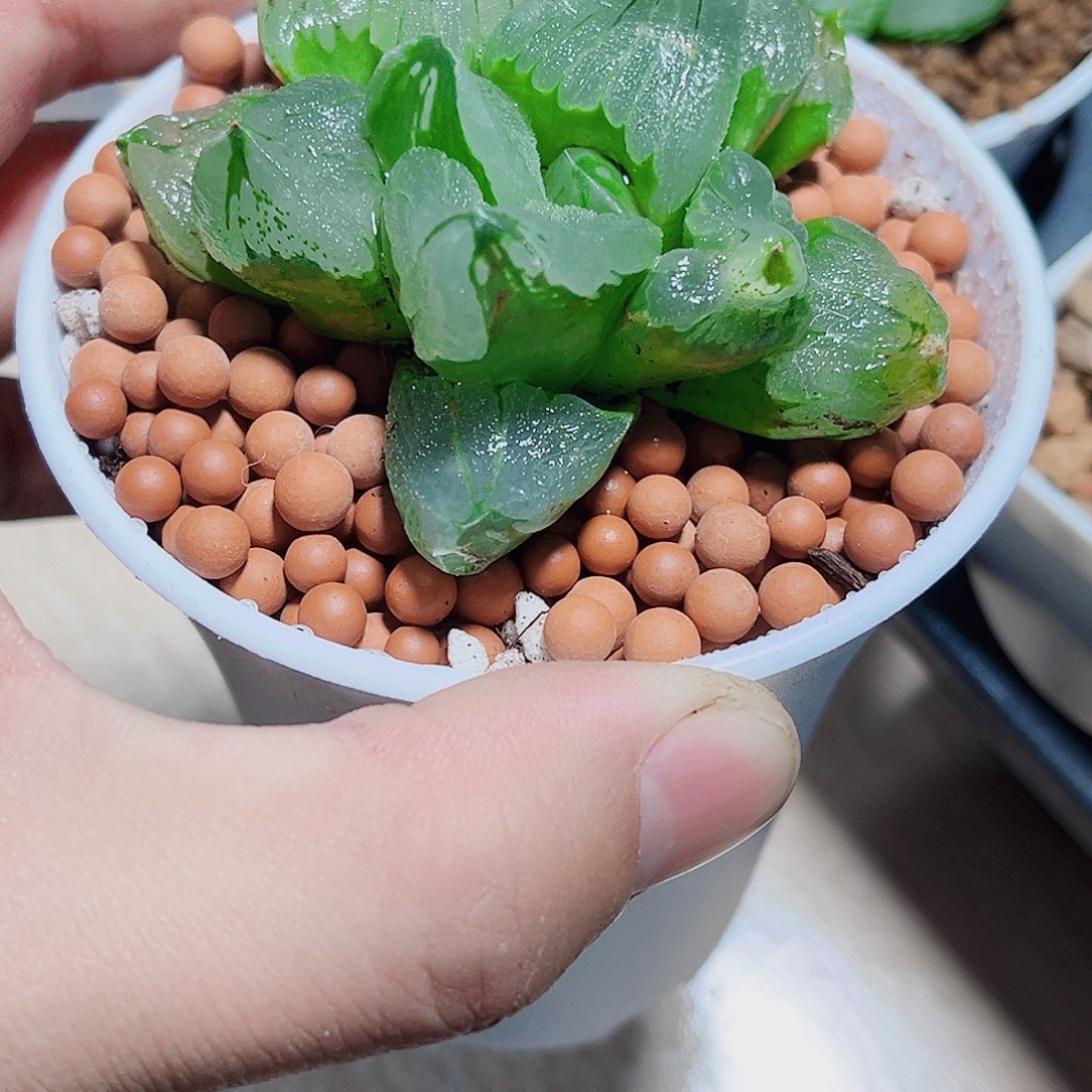 冰城寿精品十二卷