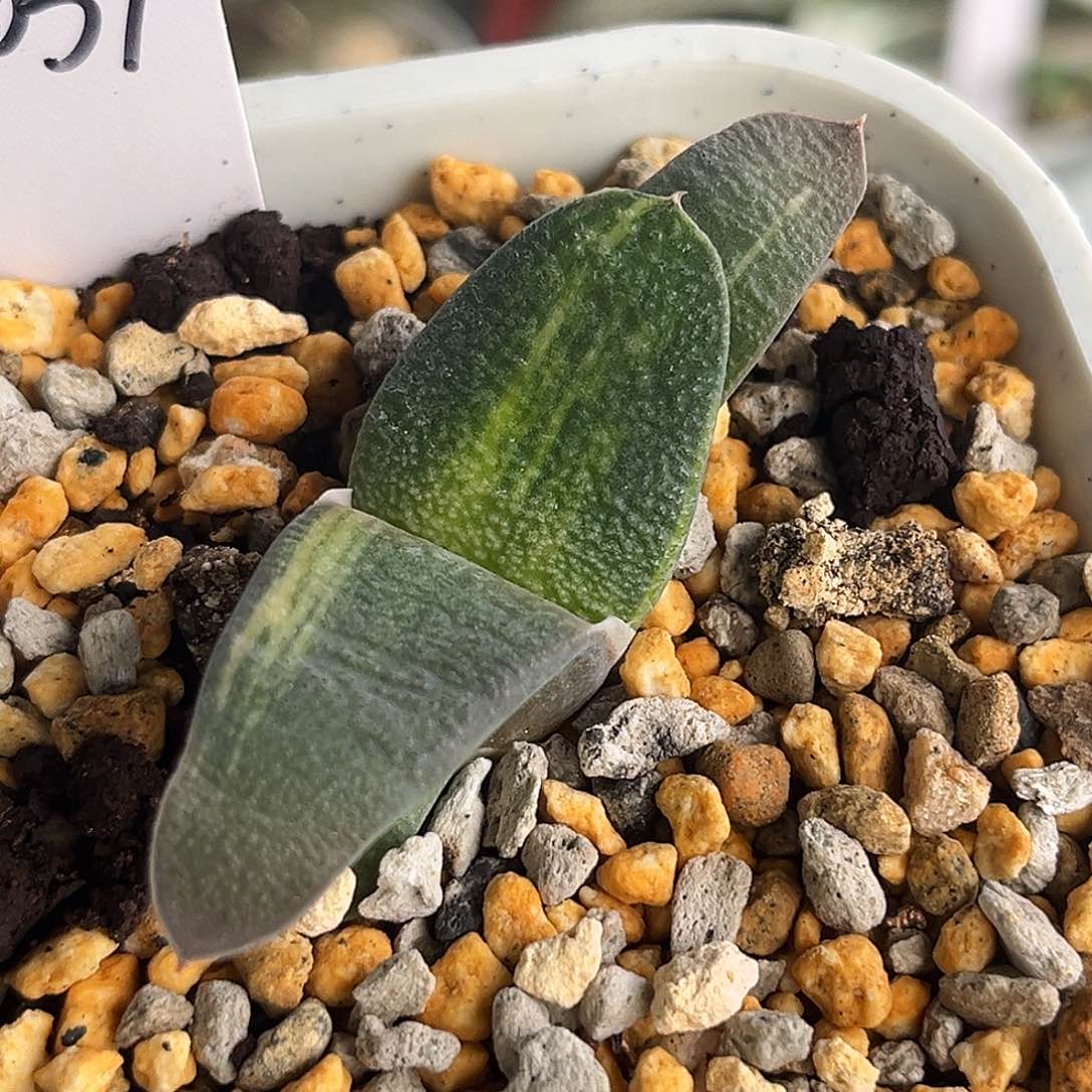 2039脱土发货11111111