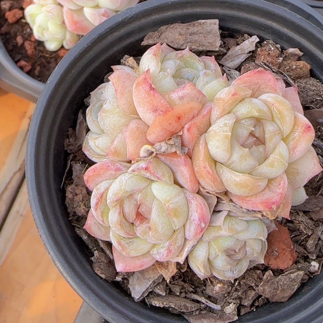 猫**酥焦糖玛奇朵一颗6头