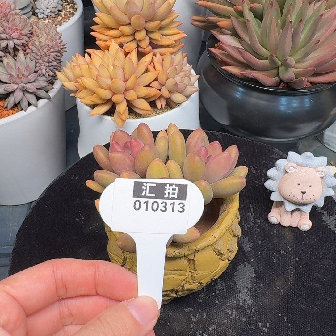 精品多肉植物010313