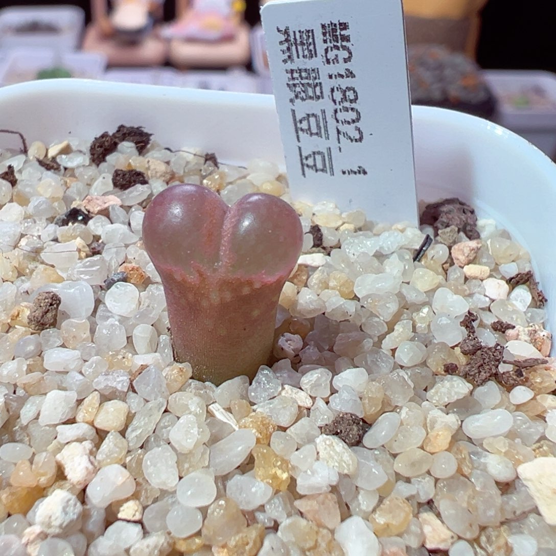 无***忧1209-254多肉多日的