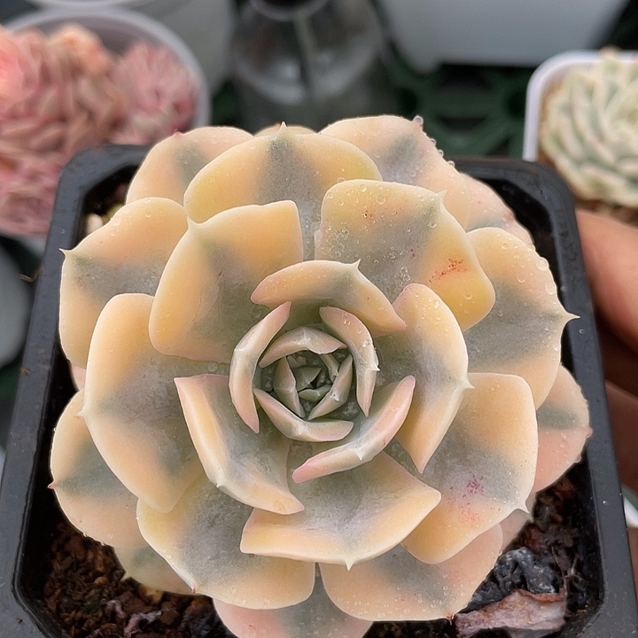 鲁氏连锦。锦龙多肉园艺