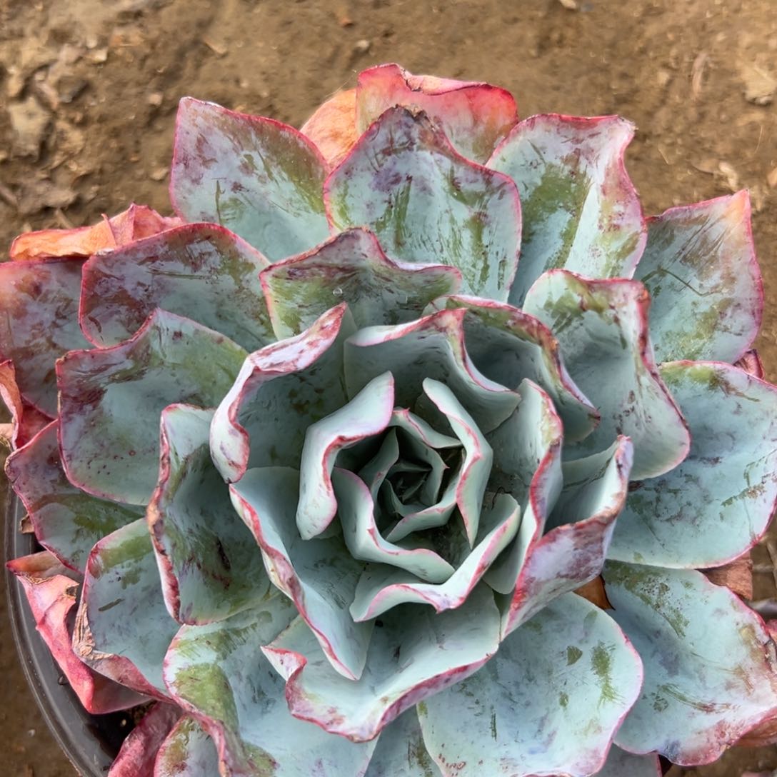 多破四座无言星欲稀植物